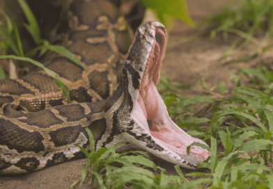 দাঁড়াশ থেকে শুরু করে বালি বোড়া। ফণা তুললে বিষ থাকেনা যে সাপেদের